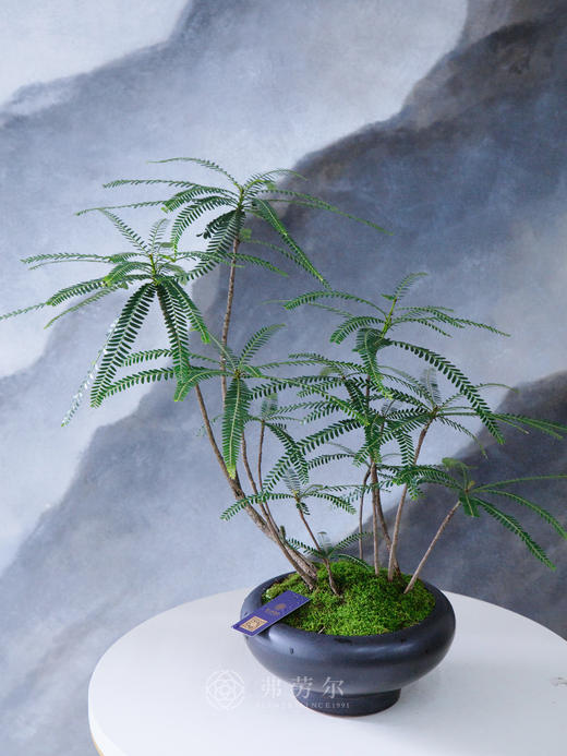 高脚盆叶下珠 商品图0