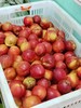 9.9元3斤本地现摘黄油桃一份 商品缩略图0