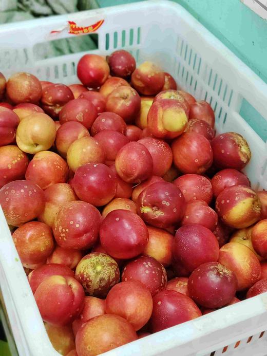 9.9元3斤本地现摘黄油桃一份 商品图0