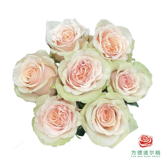 外购单头玫瑰-拾季 10枝一扎 商品图1