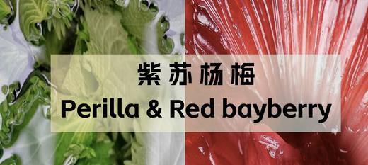 GELATO350g 商品图2