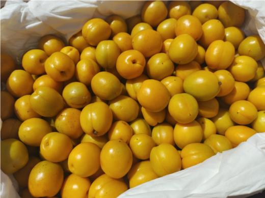 新疆小油杏一箱 商品图1