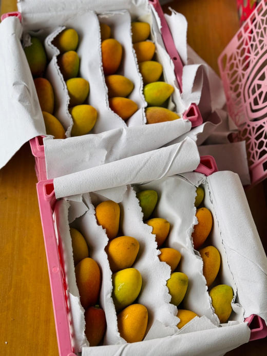 芒果届的小可爱| 小金凤
这款个头mini的芒果叫金凤～它果香浓郁、纯甜、肉厚、细嫩无丝、核薄如纸，是海南贵妃芒的改良品种丹妮果核很小很薄，七彩颜色的颜值，美味多汁的口感，颜值与口感并存！净3斤/箱 商品图3