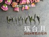 【白茶礼盒装】2024有机白牡丹，牡丹王一般的秀长芽头，鹊桥仙的升级版，蕴着清雅花香的盛夏清辉，茶汤更清透 商品缩略图6