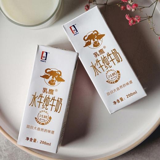 乳鹰 水牛纯奶200ml*20盒 商品图6