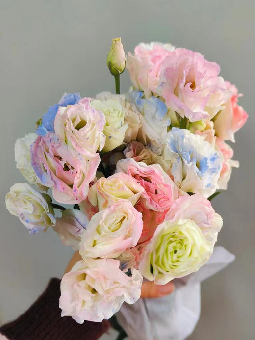 多头人鱼妖姬，粉蓝黄拼色，糖果香，甜甜蜜蜜，花期长！4-6支/束，4-10头/支 商品图0