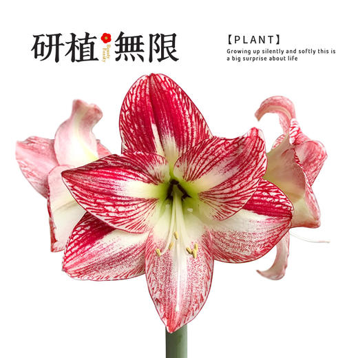 研植无限&LINEFRIENDS联名款布朗熊斑点皇后腊封朱顶红蜡球礼盒 商品图2