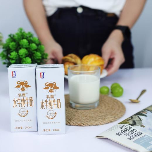 乳鹰 水牛纯奶200ml*20盒 商品图3