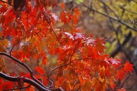 东北红叶盛宴丨四方顶子、本溪（老边沟&大石湖）、“中华枫叶大道”、科尔沁五角枫7天摄影团