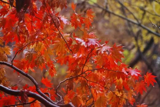 东北红叶盛宴丨四方顶子、本溪（老边沟&大石湖）、“中华枫叶大道”、科尔沁五角枫7天摄影团 商品图0