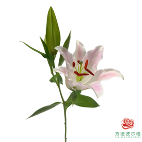 百合-初恋多头 5枝一扎