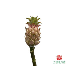 进口粉色菠萝