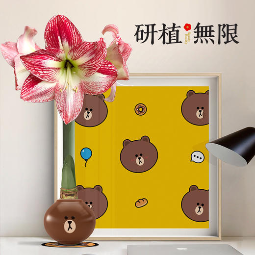 研植无限&LINEFRIENDS联名款布朗熊斑点皇后腊封朱顶红蜡球礼盒 商品图4