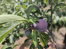 五月脆李，作为夏季水果的一颗璀璨明珠，以其独特的口感和丰富的营养价值赢得了大家的喜爱。一口咬下去 哇 皮子很薄 嚼着嘎嘣脆
满口都是果香 微酸，果肉细腻 无苦涩味，1.5斤/盒