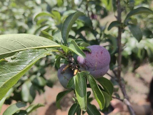 五月脆李，作为夏季水果的一颗璀璨明珠，以其独特的口感和丰富的营养价值赢得了大家的喜爱。一口咬下去 哇 皮子很薄 嚼着嘎嘣脆
满口都是果香 微酸，果肉细腻 无苦涩味，1.5斤/盒 商品图0
