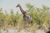 非洲南部三国狂野行摄13天（猎奇） 商品缩略图5