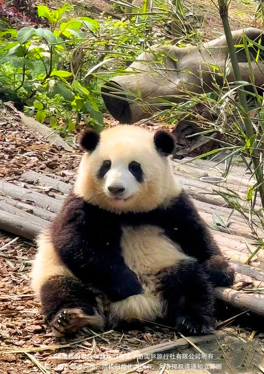 【蜀趣拾光】成都/大熊猫/川菜博物馆/都江堰/三苏祠/黄龙溪 5 日游 商品图2