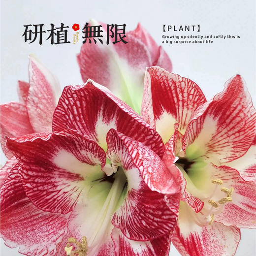 研植无限&LINEFRIENDS联名款布朗熊斑点皇后腊封朱顶红蜡球礼盒 商品图1