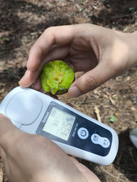 五月脆李，作为夏季水果的一颗璀璨明珠，以其独特的口感和丰富的营养价值赢得了大家的喜爱。一口咬下去 哇 皮子很薄 嚼着嘎嘣脆
满口都是果香 微酸，果肉细腻 无苦涩味，1.5斤/盒 商品图2