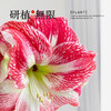 研植无限&LINEFRIENDS联名款布朗熊斑点皇后腊封朱顶红蜡球礼盒 商品缩略图3