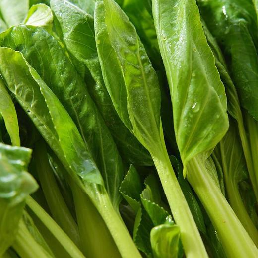 每日伊藤鸡毛菜 约200g/袋（新鲜） 商品图1