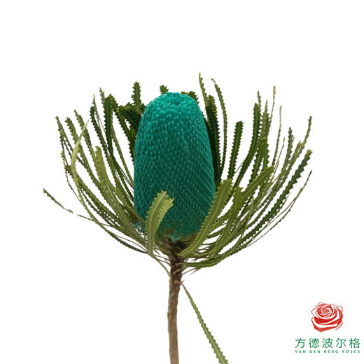 班克木 Banksia Speciosa 商品图0