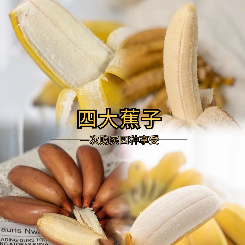 【福建 · 四大蕉子】苹果蕉+高山蕉+红美人蕉+皇帝蕉（米蕉），同时享受四种美味，香甜软糯、口口留香