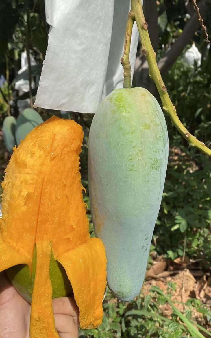 攀枝花大金煌芒,核薄肉厚,非常甜非常好吃