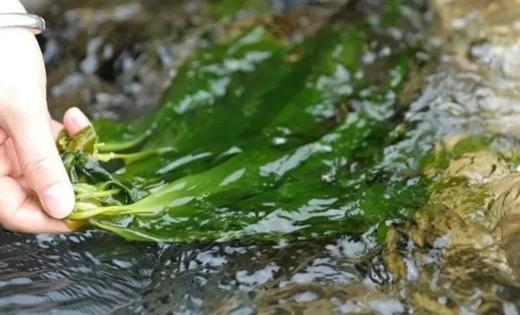 🔥🔥【阿霞霞浦盐渍海带苗S5562】✅清热解毒、补气益血、消暑滋阴🌸 商品图5