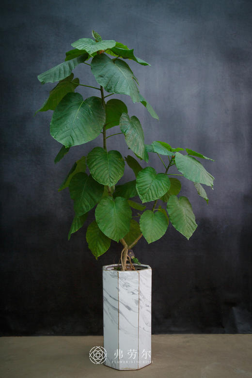爱心榕 商品图0