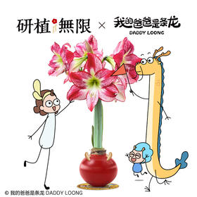 研植无限&我的爸爸是条龙联名款斑点皇后腊封朱顶红腊球礼盒礼物