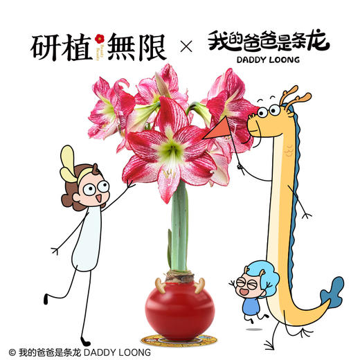 研植无限&我的爸爸是条龙联名款斑点皇后腊封朱顶红腊球礼盒礼物 商品图0