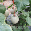 【海阳网纹瓜】一瓜两吃 可脆可软 脆吃清新爽口 放几天吃甜润多汁 细嫩无渣 一口甜蜜润心~1箱2个装 商品缩略图5