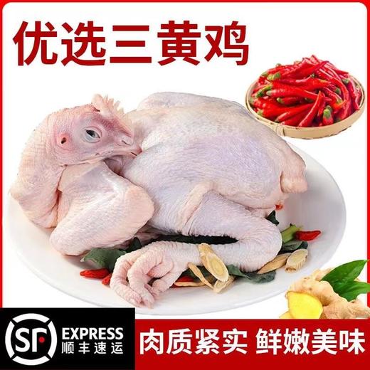 【顺丰冷链！农家三黄鸡】鸡肉质嫩滑，皮脆骨软，脂肪丰满和味道鲜美，汤煲汤料理美味。新鲜宰杀顺丰速达Y 商品图6