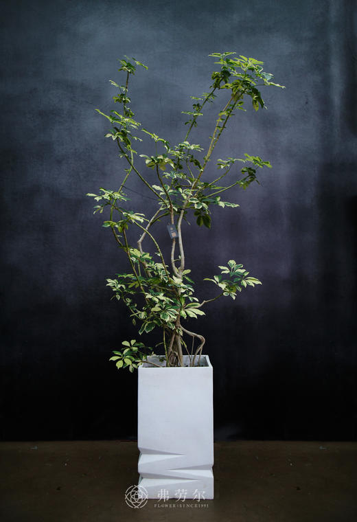 花叶鸭脚木 商品图0