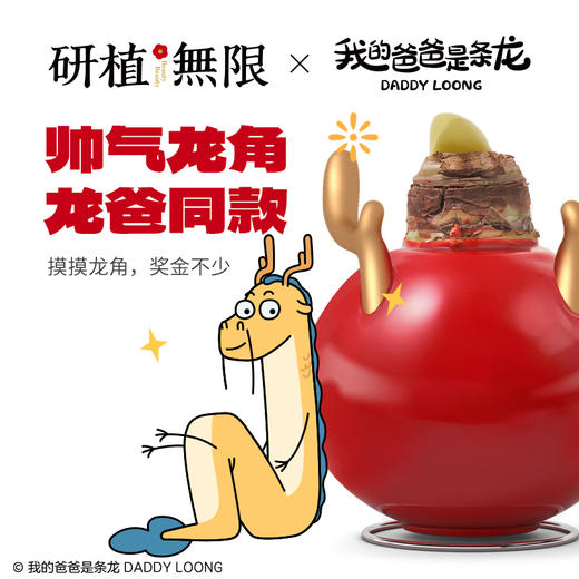 研植无限&我的爸爸是条龙联名款樱桃妮芙腊封朱顶红腊球节日礼盒 商品图2