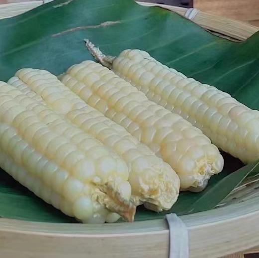 西双版纳 拇指玉米 甜糯 26.8/件 500g 糯叽叽的，甜丝丝的 Q弹无渣 商品图2