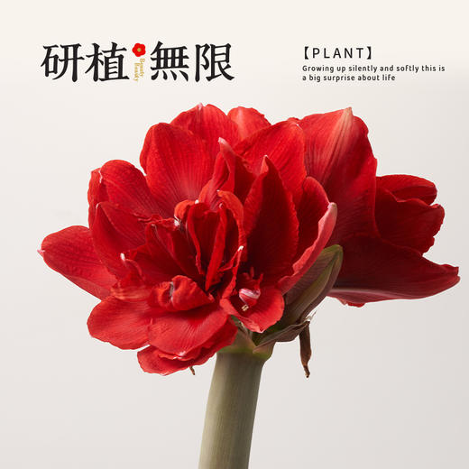 研植无限&我的爸爸是条龙联名款樱桃妮芙腊封朱顶红腊球节日礼盒 商品图5