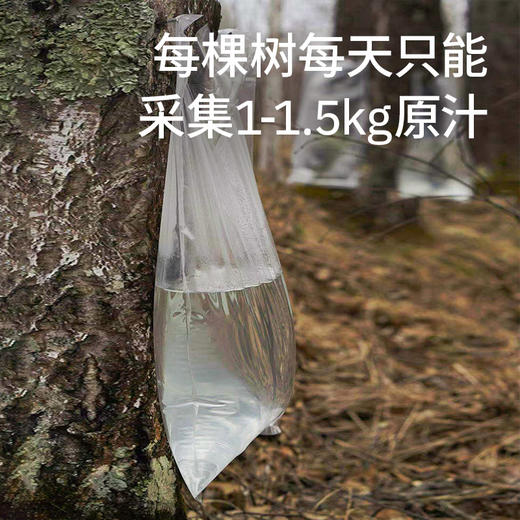 【白桦树小分子水】零添加天然森林植物饮 商品图3