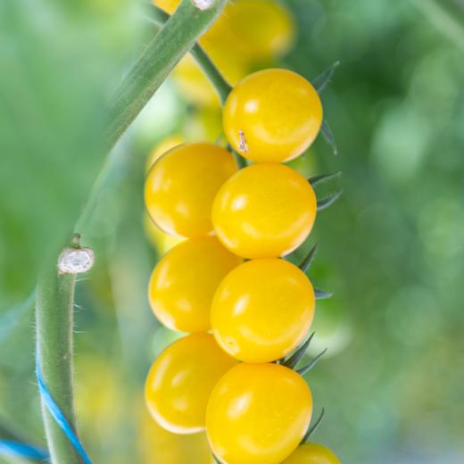 大理春沐源双色串收番茄带枝沙拉新鲜番茄食用  西餐柠黄小串茄 商品图1