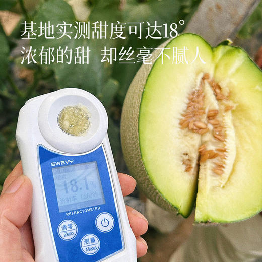 【海阳网纹瓜】一瓜两吃 可脆可软 脆吃清新爽口 放几天吃甜润多汁 细嫩无渣 一口甜蜜润心~1箱2个装 商品图4