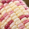 花糯玉米 300g/份 商品缩略图1