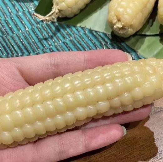 西双版纳 拇指玉米 甜糯 26.8/件 500g 糯叽叽的，甜丝丝的 Q弹无渣 商品图3
