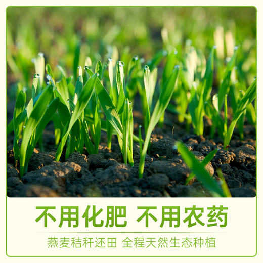 蒙北天然燕麦片 700g桶装/280g盒装 有机认证 原味清香 软糯丝滑 冲泡即食 多元营养 植物蛋白 膳食纤维 内蒙古生态种植 纯素食品 商品图5