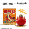 研植无限&我的爸爸是条龙联名款斑点皇后腊封朱顶红腊球礼盒礼物 商品缩略图5