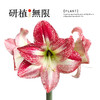 研植无限&我的爸爸是条龙联名款斑点皇后腊封朱顶红腊球礼盒礼物 商品缩略图3