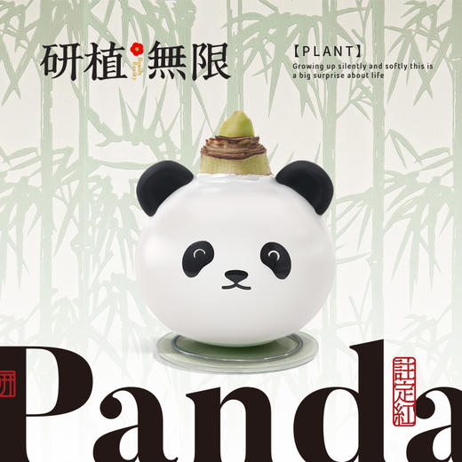 研植无限毕加索腊封朱顶红蜡球熊猫礼盒无水土懒人植物 商品图0