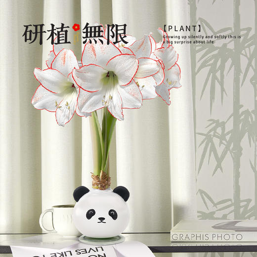 研植无限毕加索腊封朱顶红蜡球熊猫礼盒无水土懒人植物 商品图4