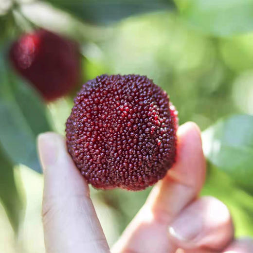 2024年仙居杨梅东魁杨梅产品 商品图2