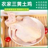 【顺丰冷链！农家三黄鸡】鸡肉质嫩滑，皮脆骨软，脂肪丰满和味道鲜美，汤煲汤料理美味。新鲜宰杀顺丰速达Y 商品缩略图1